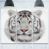 white bengal tiger animal canvas art print PT6285