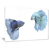 fighting fish digital art animal canvas art print PT6459