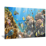 coral colony panorama photography canvas art print PT6806