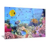 coral colony and coral fishes seascape photo canvas print PT6825