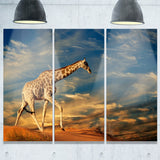 giraffe on sand dune animal photography canvas print PT6921