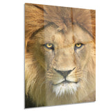 lion with calm face animal art canvas print PT7165