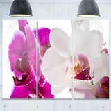 blooming orchid flowers digital art canvas art print PT7295