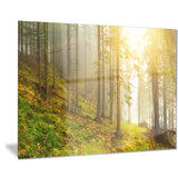 sun finds its way in forest landscape photo canvas print PT8175
