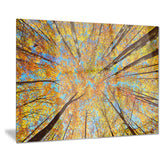 tree tops in autumn forest trees photo canvas art print PT8315