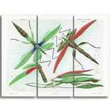 MasterPiece Painting - Arthur Bartholomew Red shouldered stick insect