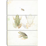 MasterPiece Painting - Arthur Bartholomew Growling Grass Frog
