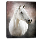 lovely white horse animal canvas art print PT6376