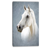 a white horse alone animal canvas art print PT6390