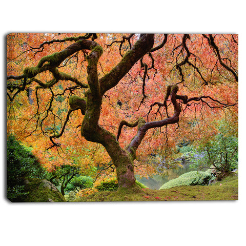 autumn maple tree landscape photography canvas print PT6493