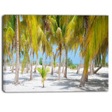 palm trees landscape photography canvas art print PT6777