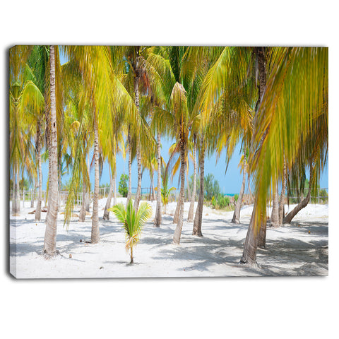 palm trees landscape photography canvas art print PT6777