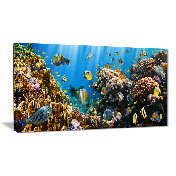 coral colony panorama photography canvas art print PT6806
