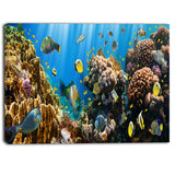 coral colony panorama photography canvas art print PT6806