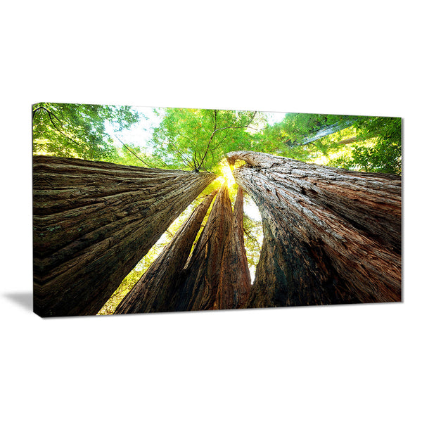 sequoia tree photography canvas art print PT6863