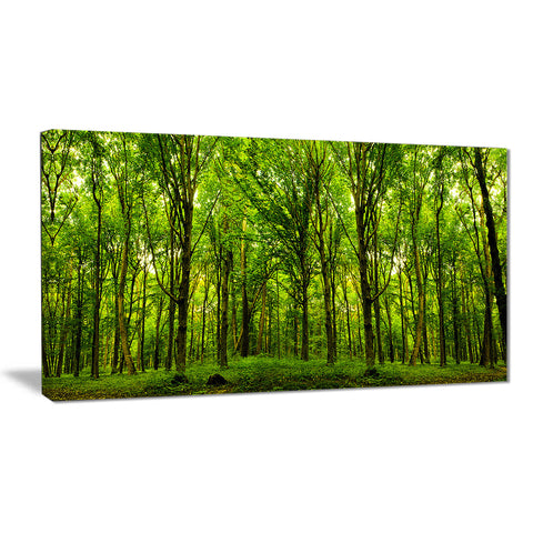 Green Forest Landscape Photo Canvas Art Print