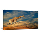 giraffe on sand dune animal photography canvas print PT6921