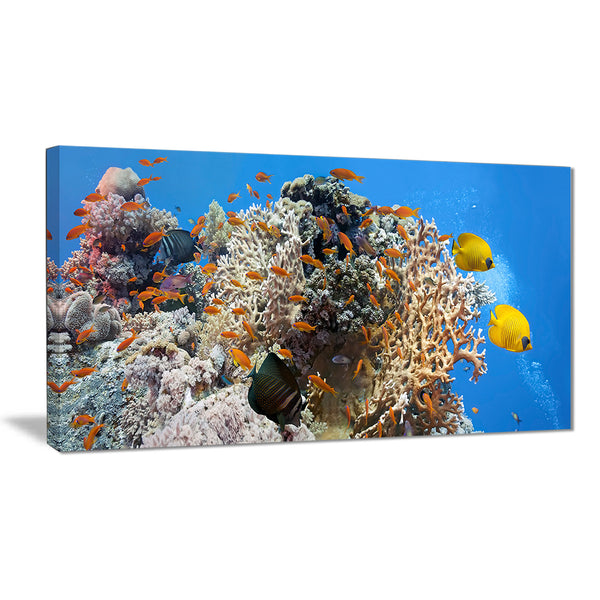 coral scene panorama photo canvas art print PT7083