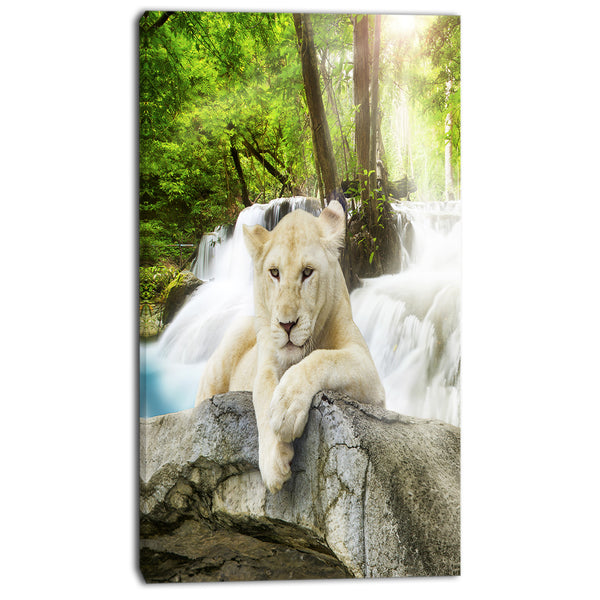 white lion photo animal canvas art print PT7112