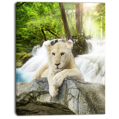 white lion photo animal canvas art print PT7112