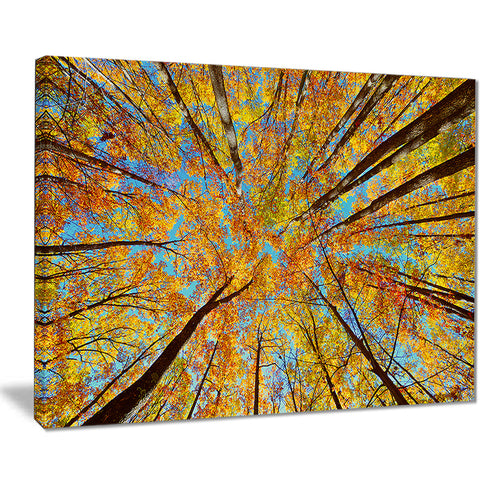 tree tops in autumn forest trees photo canvas art print PT8315